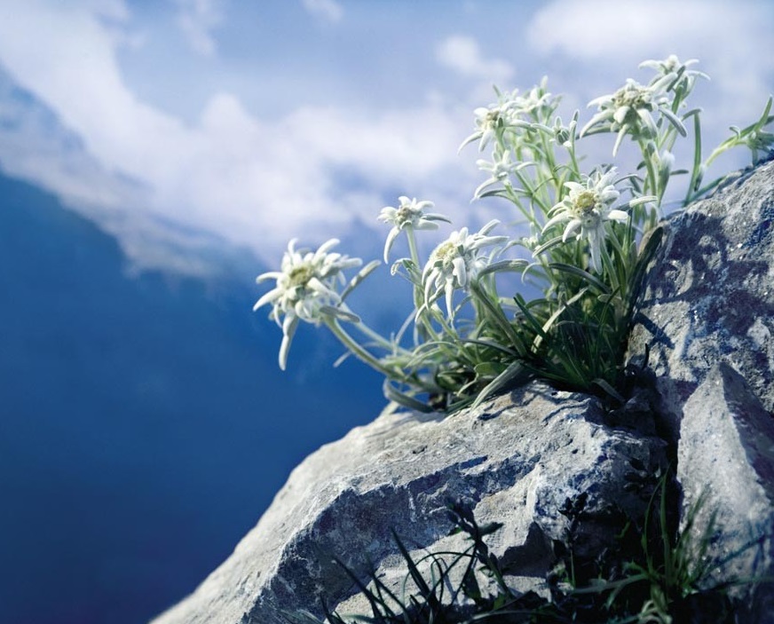 edelweiss